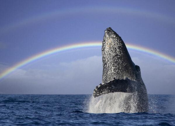 DamirTankovic's tweet photo. Check out this inspirational video about a happy whale @ https://t.co/UXrsda9ALl http://t.co/xUvgLWd80D