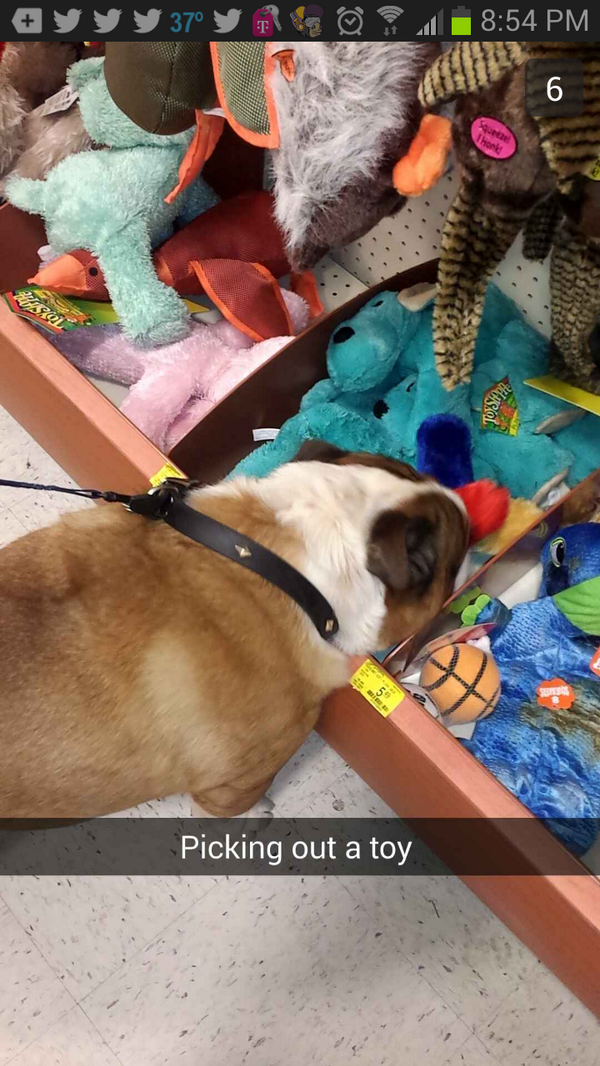 PrissynEJBullys's tweet image. Pickin owt a toy fur sumbullies birfday. I had to go deep fur dis one. @BullDogGunner