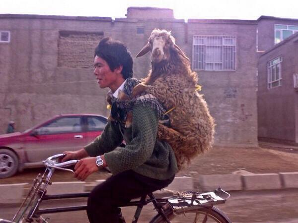 ContenderBikes's tweet photo. We have all felt like this before........ http://t.co/NPWuJ7wJll