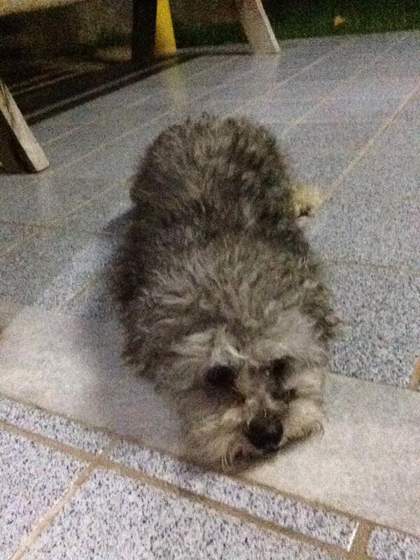 ceciliasantosd's tweet photo. Oi 🐶😍 http://t.co/aqSsc1Ncpo