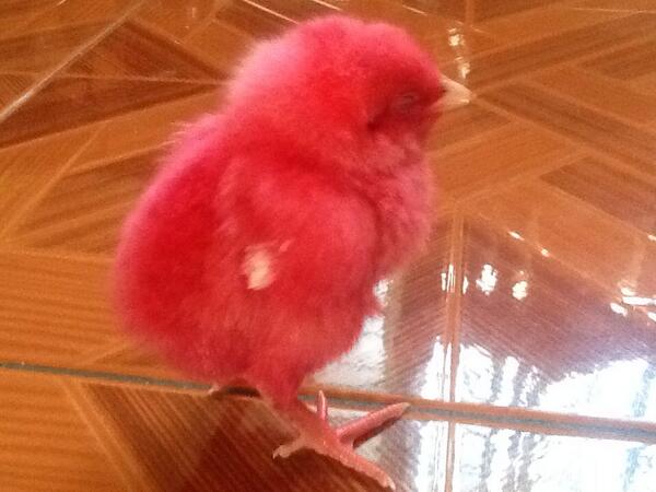 jamsjamela's tweet image. Cute chick #pinkchick