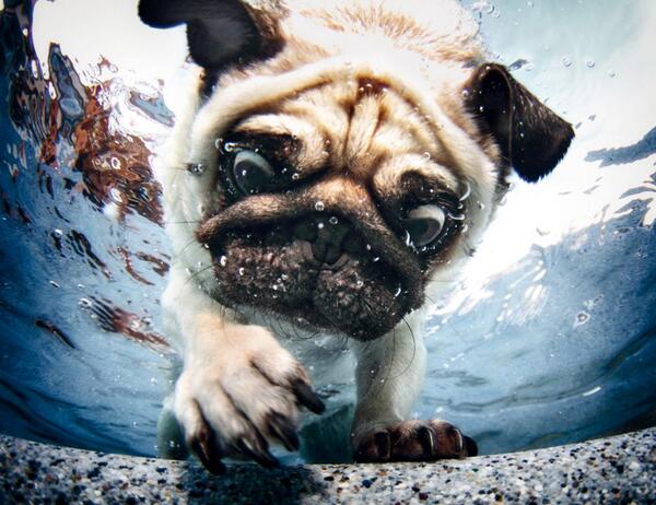 Pug Puppy Diving Underwater Out of Curiosity = Adorable