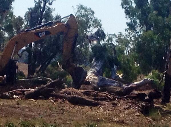 Red River Gum near Namoi River bulldozed