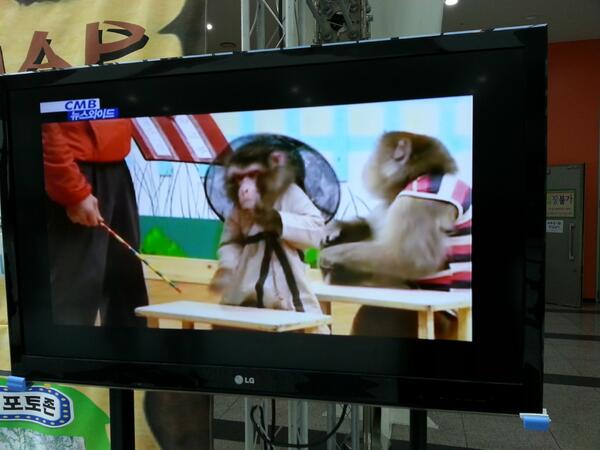 2013monkey's tweet photo. TV출연한 우리 원숭이학교 학생들~~ http://t.co/M2rzvR0f2v