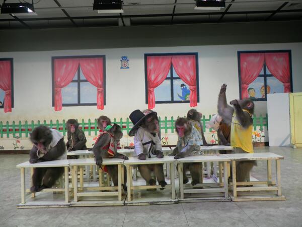 2013monkey's tweet photo. 수업 시작 전 도란도란 이야기꽃을 피우는 원숭이학교 학생들^^ㅎㅎ http://t.co/wemIOrgwD4