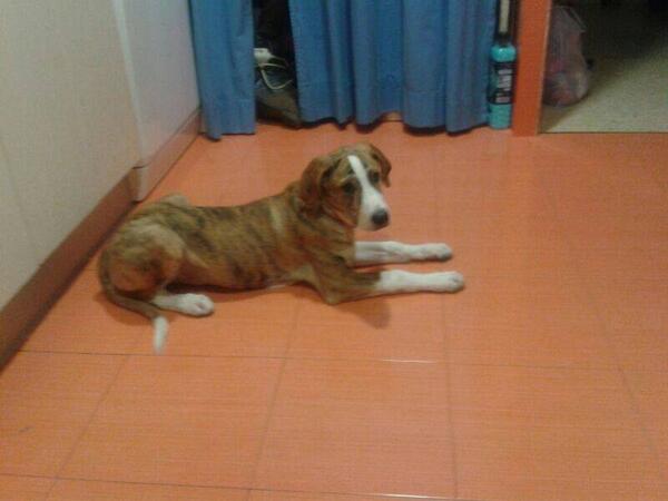 CarmenBSerr's tweet photo. Perrita encontrada ayer 18 en PinoMontano,x zona parque Miraflores.Si alguien sabe a quien pertenece,MD. RT http://t.co/RIGq0shL3Q