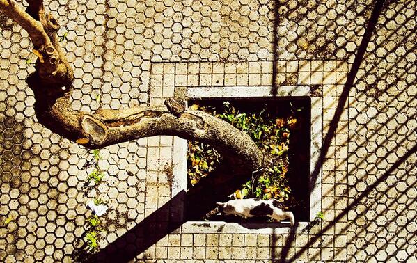 La curiosidad mató al gato..fotografía de <a href="/MaraGonzalezL/">Mara Gonzalez</a>