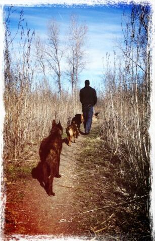 TXDogTraining's tweet image. # txdogtraining