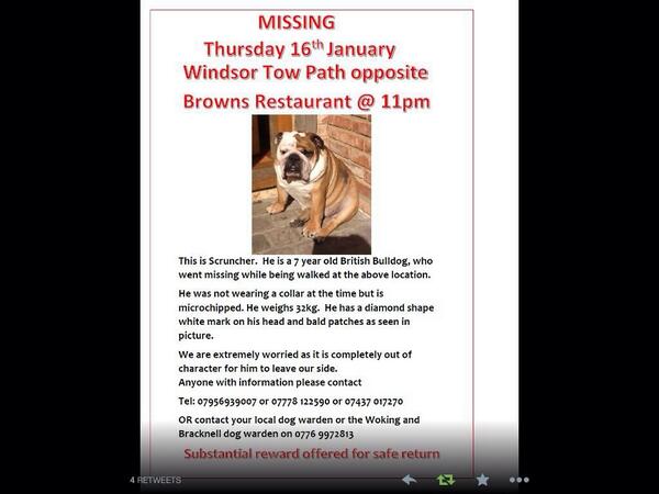 qvcuk's tweet photo. HELP @JFTVQVC get her stolen dog back! Please RT her poster :) x #FindScruncher http://t.co/lkQvq5Xx9M