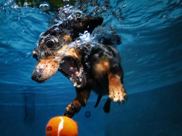 Dachshund Diving to Fetch a Tennis Ball