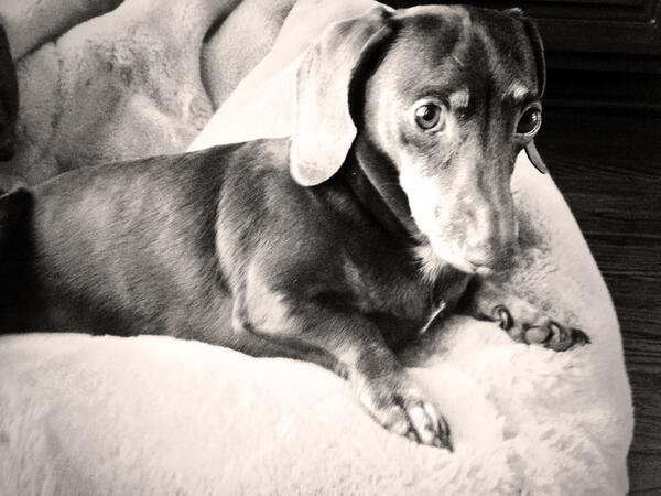 lattownsend98's tweet image. sunday morning socializing with pup. #deepdogthoughts