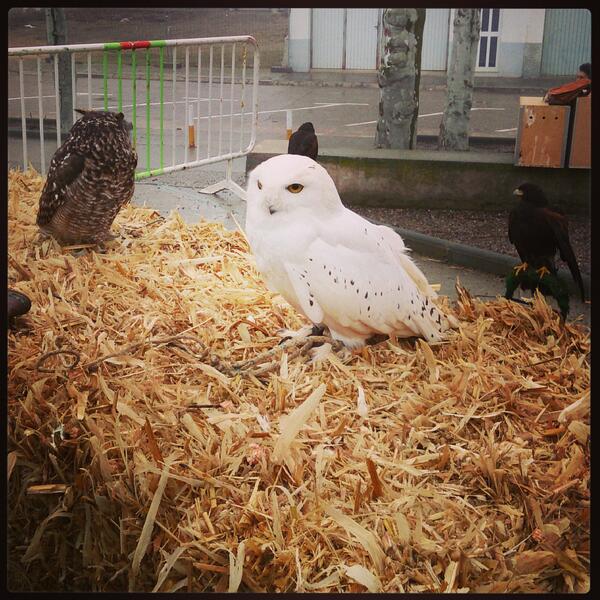 MyInnerDreamer's tweet photo. Hedwig :) http://t.co/i6U03dNStz