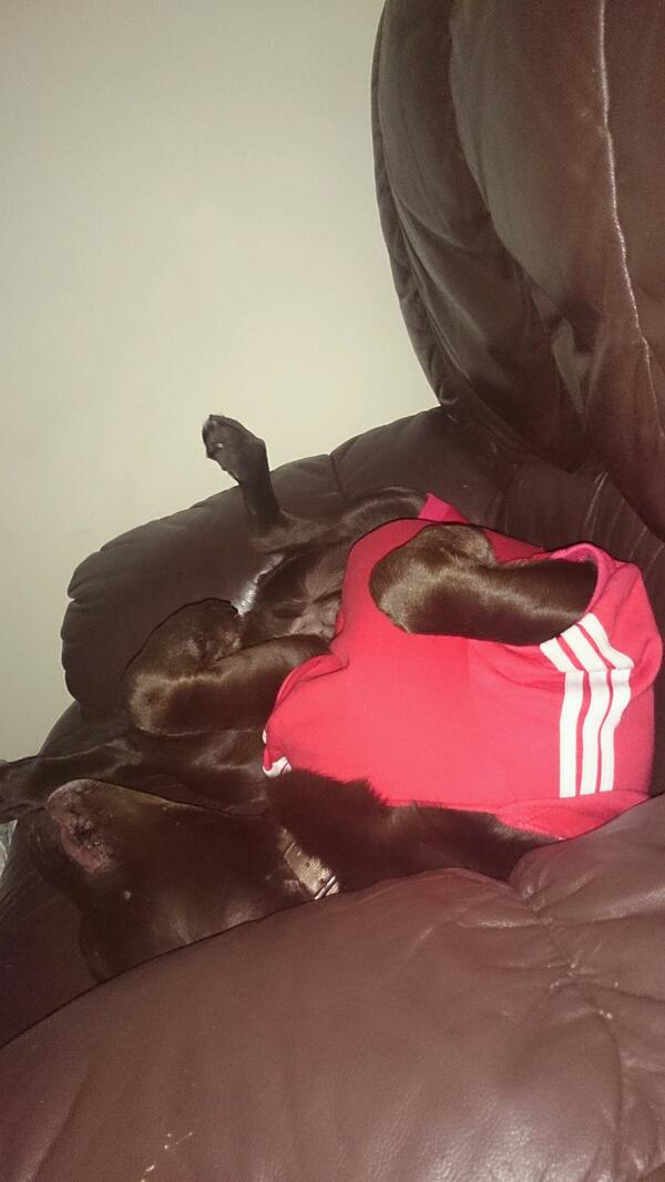 Pet Paws tweet media