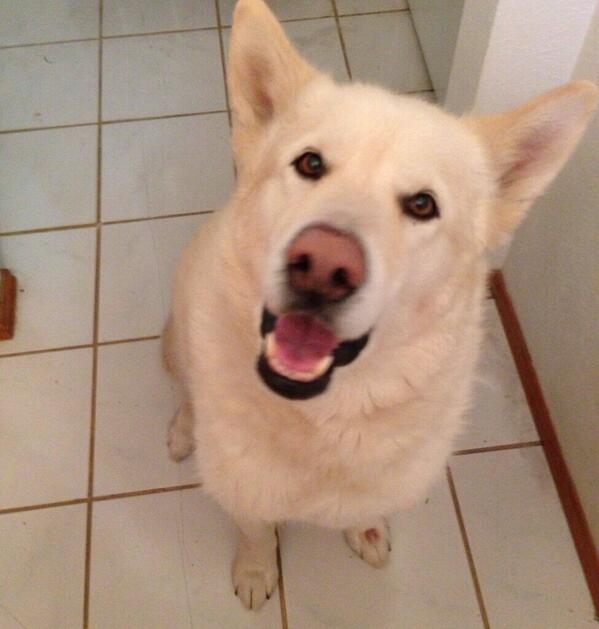 Coppellpups's tweet photo. "Cloudy ☁" what a little cutie 😍😍😍 http://t.co/zaZWhF8Mc2