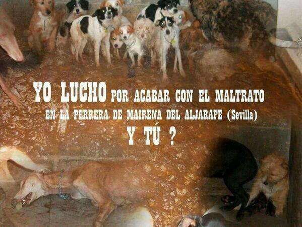 macarenarovira's tweet photo. Por favor ayúdame a difundir esta noticia para acabar con el maltrato de estos animales en Mairena @yuyudecai http://t.co/WHg4KfSXgg