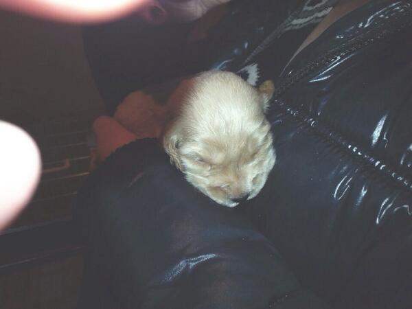 becjoseboswell's tweet photo. March the 2nd can not come quick enough, can't wait to go pick her up!🌸 http://t.co/ls2OnIVknY