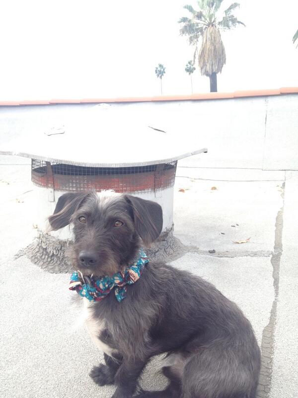 itsklamusic's tweet image. The ONLY way to get him to come to you is by using the magic 5 letter word: TREAT. #stubbornpup