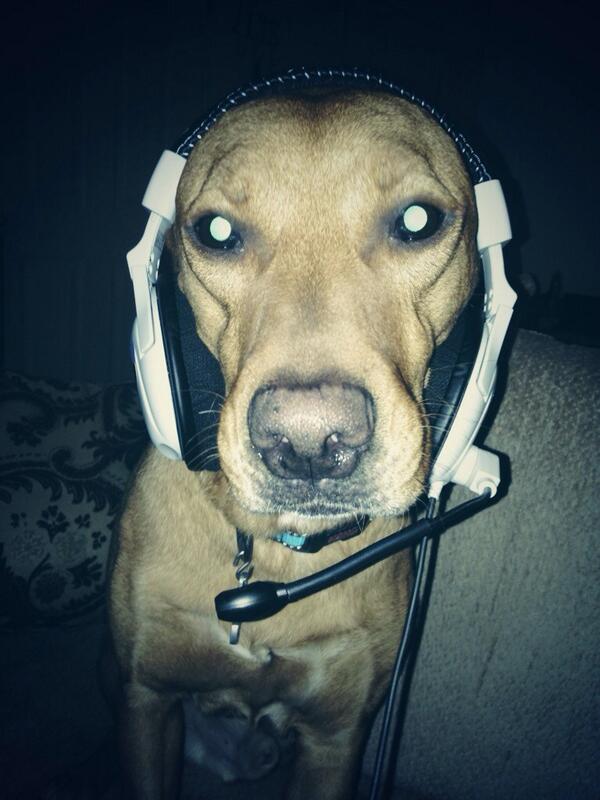 Inked_Pinkk's tweet image. My poor Toby puts up with all my nonsense lol #turtlebeaches #Gaming #xbox360 #gamers #gamerdog