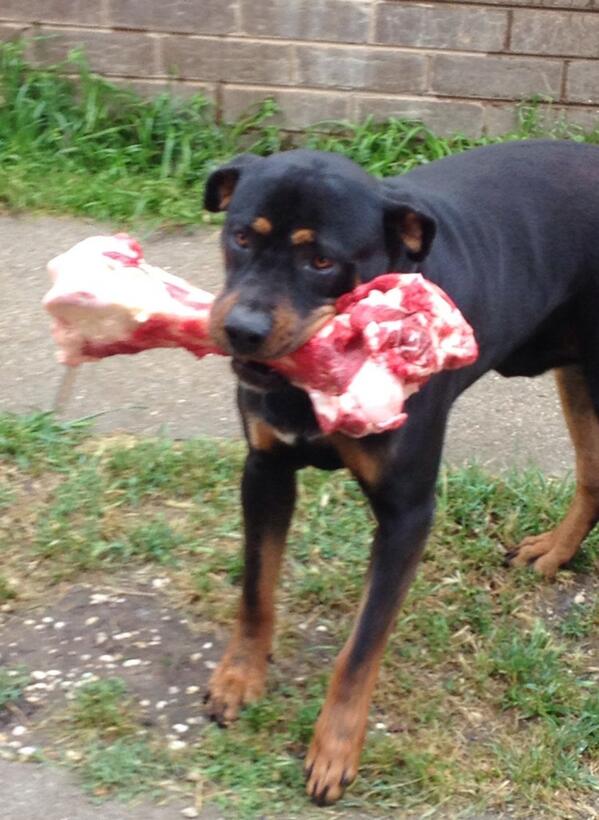 blackrose_em's tweet photo. Missin my dog #homesick http://t.co/WYBVcxhcB0