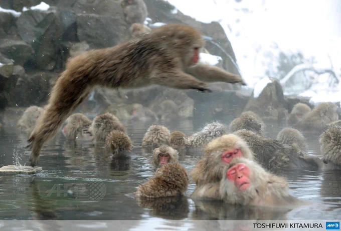 Image from AFP News Agency (@AFP)