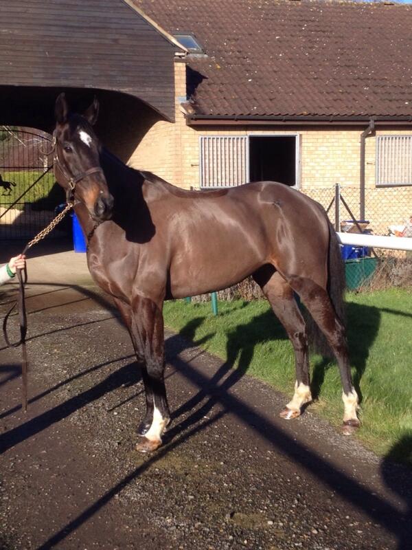 Grand National hope Minella For Value at John Butlers yard - set to be Newmarket's first runner for 10yrs