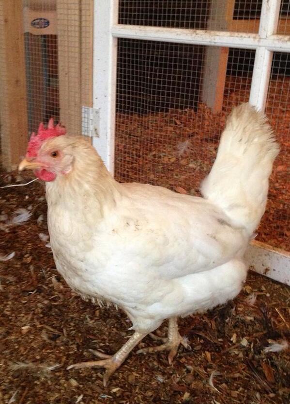 hopehavenfarm's tweet photo. Say hello to Brittle, the newest member of our flock. We got her from @AnimalRescueLg during #polarvortex! http://t.co/IUMX2XGbxZ