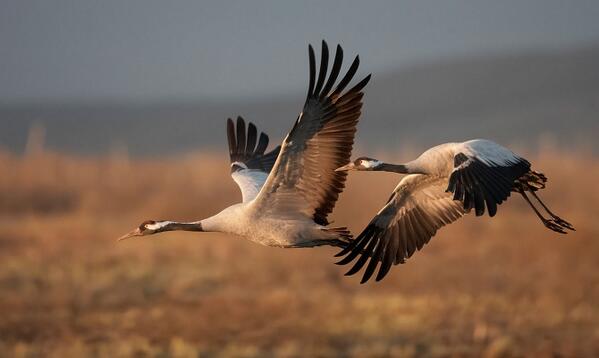 atienzajc's tweet photo. Récord de grullas en #Extremadura: casi 130.000, este invierno http://t.co/S8sjJb9FVB http://t.co/k8OFjIOumZ