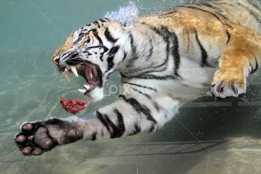 Siberian Tiger Diving For Food - The Siberian tiger, also known as the Amur Tiger.