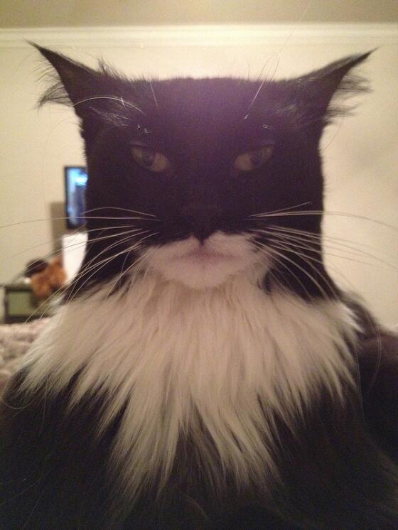CatsLookLike tweet picture
