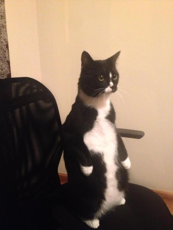 CatsLookLike tweet picture