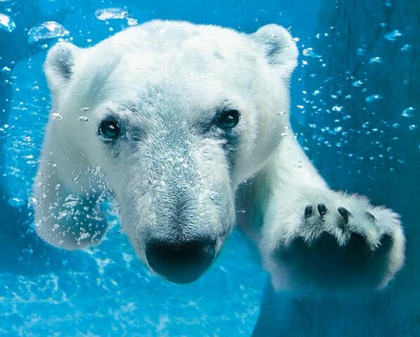 Polar Bear Diving Underwater #UnderWaterPix