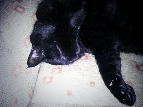 MrButtonDog's tweet image. My housemate Jack (a.k.a Fat Cat) keeps pinching my sleeping spot! #mrbuttondog #fatcatjack #catsanddogs #springador