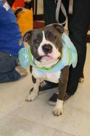 ProtectingPaws1's tweet photo. Bubba - 2 year old Pitbull, Great with submissive dogs and kids, NO CATS!!
Available for adoption http://t.co/1JvScVhcAj