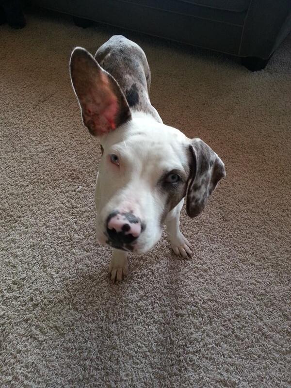 ProtectingPaws1's tweet photo. Blue - 8 month old Catahoula, Great with kids and dogs, doesn't mind cats
Available for adoption http://t.co/GbDRuxsE0y