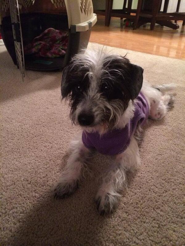 ProtectingPaws1's tweet photo. Dolly - 1 year old 6 lb Chinese crested/terrier mix, great with small dogs, NO KIDS
Available for adoption http://t.co/wV8h2Z1FM6