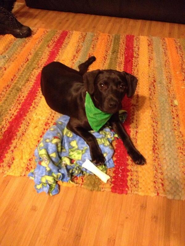 ProtectingPaws1's tweet photo. Cody - 5 month old lab mix, UTD on Shots and Neutered
Available for Adoption http://t.co/2uHe3iZcTx