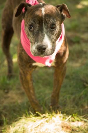 ProtectingPaws1's tweet photo. Dayton - Senior Pit mix, female, great with dogs and kids , not cat tested
Available for adoption http://t.co/OBIVxrBAkz