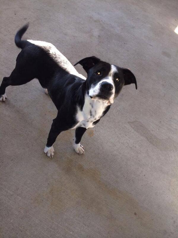 ProtectingPaws1's tweet photo. Scrappy- 1 year old pointer mix , UTD on shots and Neutered, NO CATS
Available for Adoption http://t.co/OlYkSJ0DPq