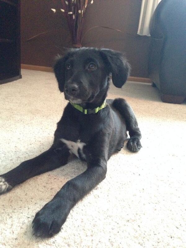 ProtectingPaws1's tweet photo. Gunner - 4 month old border collie mix, male, great with kids, cats, and dogs
Available for Adoption http://t.co/hZvaWwXVbt