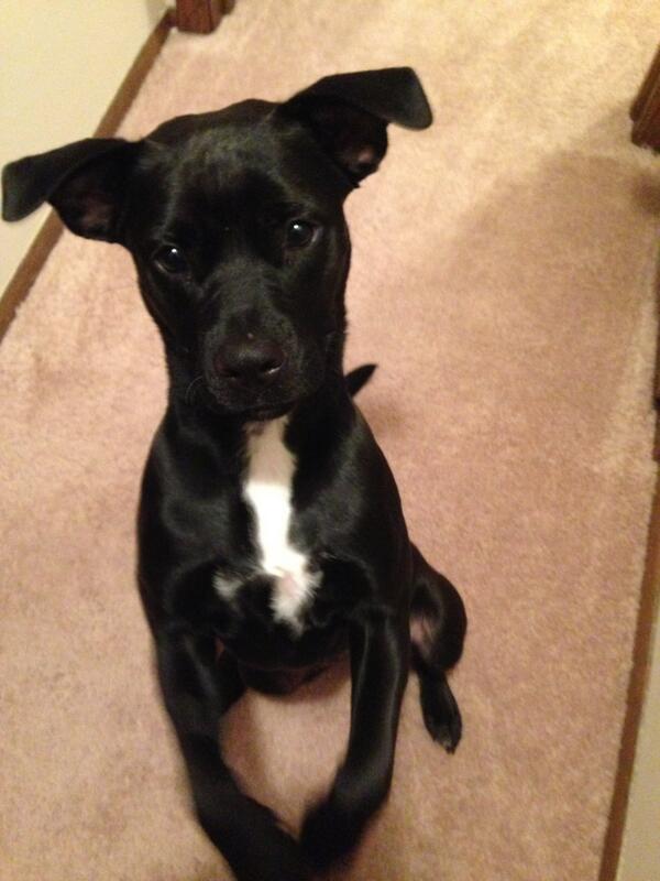 ProtectingPaws1's tweet photo. Minnie - 10 month old lab/ boxer mix, great with bigger dogs and older kids, doesn't mind cats
Available for Adoption http://t.co/MBRMPKrUfd