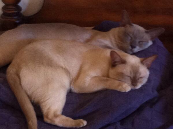 Napping with my sister CoCo. #bestfriends