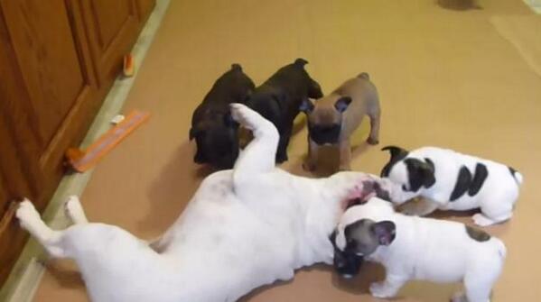 あに丸ズッキーニ 動画2 30 フレンチブルドッグのソニー君 子犬たちと遊ぶ Http T Co 9kikkaydnj 一緒に遊んでいるだけの動画 犬 おもしろ かわいい 動画 Http T Co 6e6keil7xc