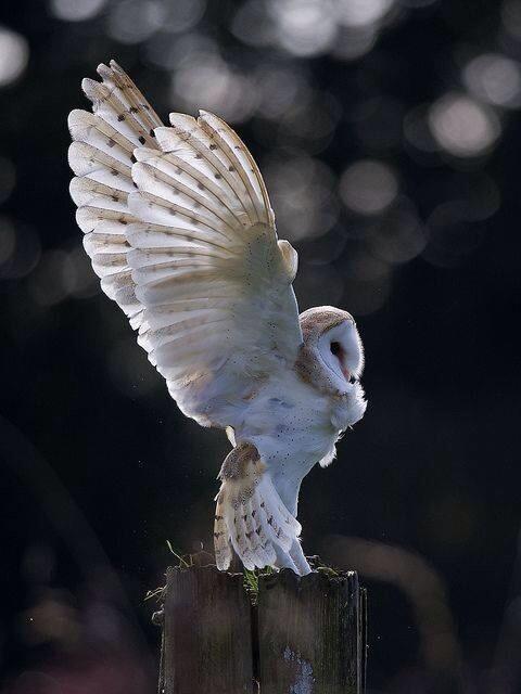 VixenWulf's tweet photo. Spread those Wings)) http://t.co/J8FHeB3yo1