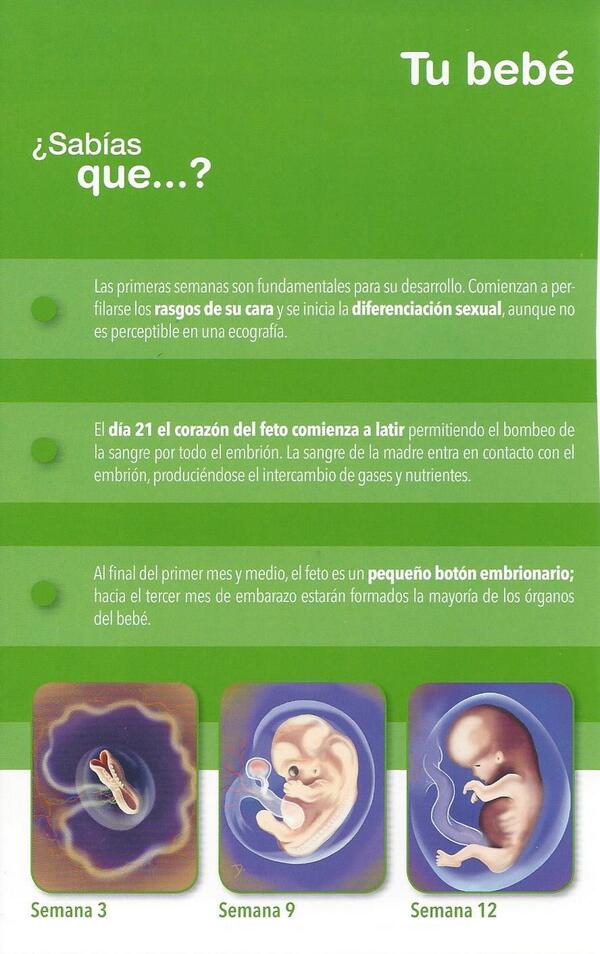 ¿ sabias qué ? un poco sobre tu bebé en el primer trimestre