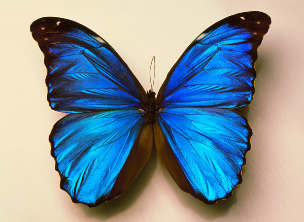 Did you know? In ancient Greece, butterflies were referred to as "psyche," meaning "soul."