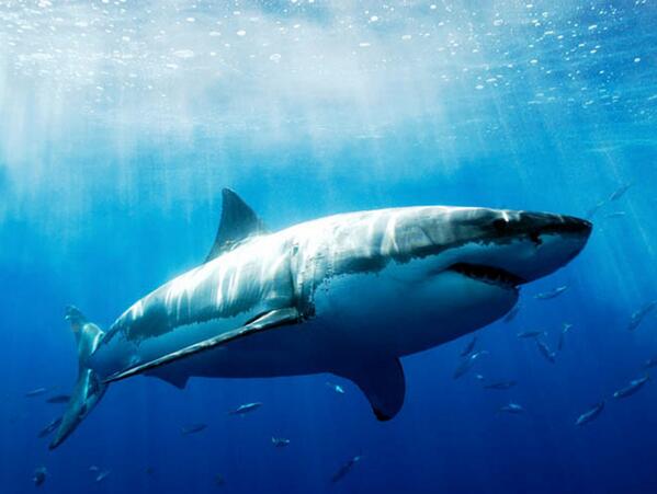 Excelsior's tweet photo. Establecen veda a la pesca de tiburón blanco en México.  http://t.co/bxBBC7tq6d http://t.co/h723KlZoPh
