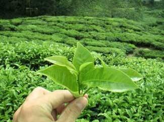 G10Sport's tweet photo. Toma te verde antes de hacer ejercicio. La cafeína libera ácidos grasos, haciendo que quemes grasa más rápido. http://t.co/pujP1myo2o