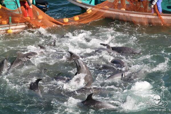 El Boutch tweet media