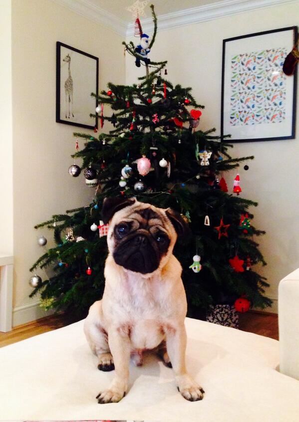 katrooke's tweet photo. @Topshop Handsome Horatio Pug! #TopPets http://t.co/prVSPsxEyn