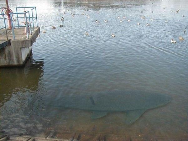 ゾッとする恐怖と不思議な世界 V Twitter 利根川の巨大魚 草魚の様なフォルムですが 詳細は不明 水鳥達と比較すると 大きさが一層引き立ちます このような浅瀬に浮かぶ巨大な魚影 戦慄以外 なにものでもありません Http T Co M7i3tu1bdz
